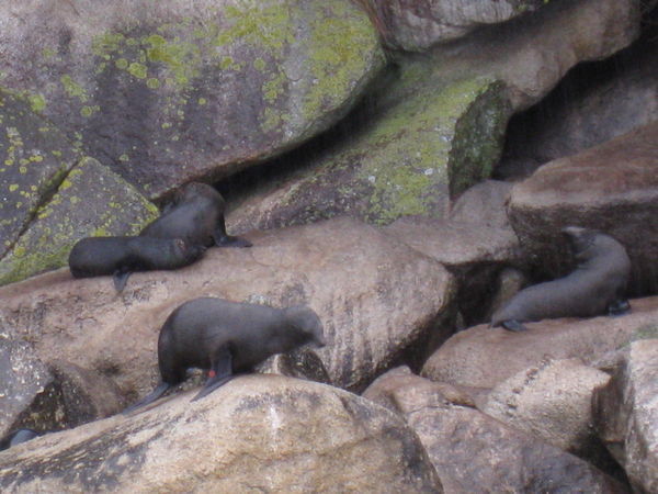 More seals.
