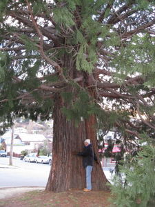 Sequoia tree hugger 