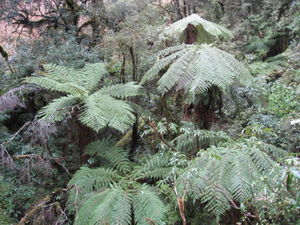 Large ferns