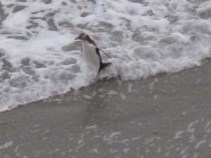 Penguin trying to get to shore