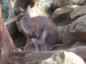 The wallaby that came realiy close to Bert
