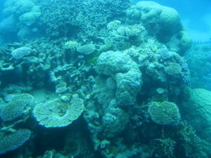Variety of coral