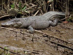 A female crocodile
