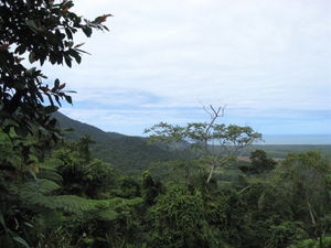 View above the rain forest