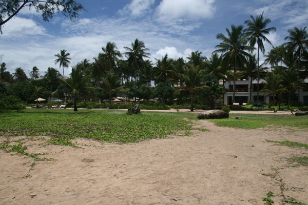 Grounds are thick with vegetation