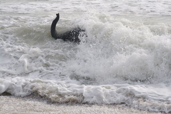 A different elephant comes to play in the surf on our beach