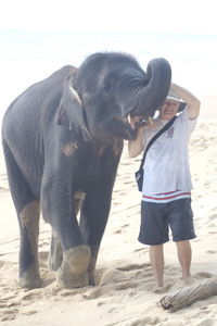 Dan asks the elephant to show off his new tusks