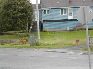Deer are everywhere in Prince Rupert
