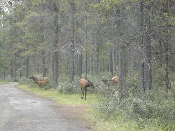Elk moving through the Wapiti campground.  