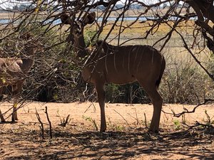 Kudos to the Kudu