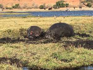 Hippo rest spot