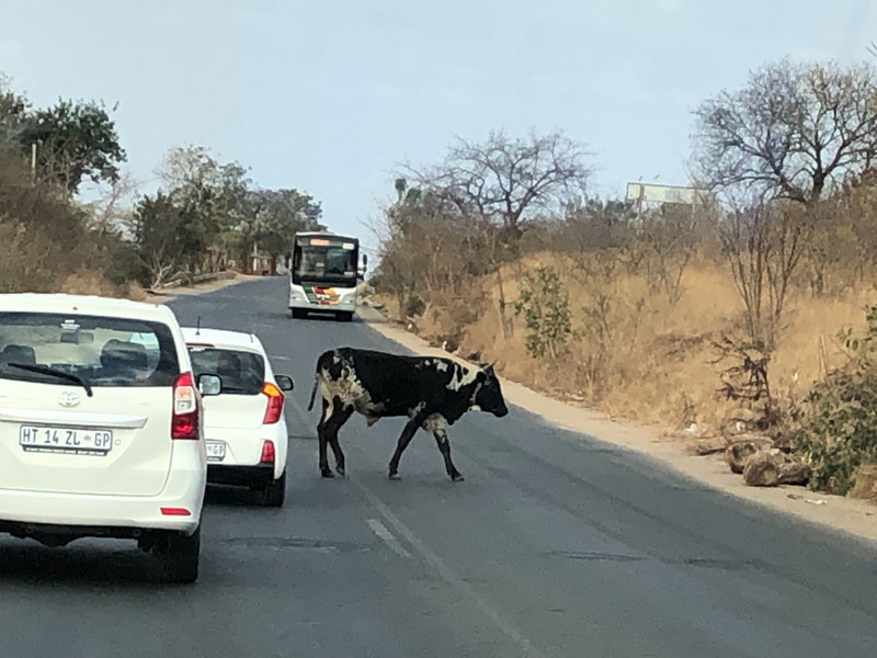Beware of cows crossing road