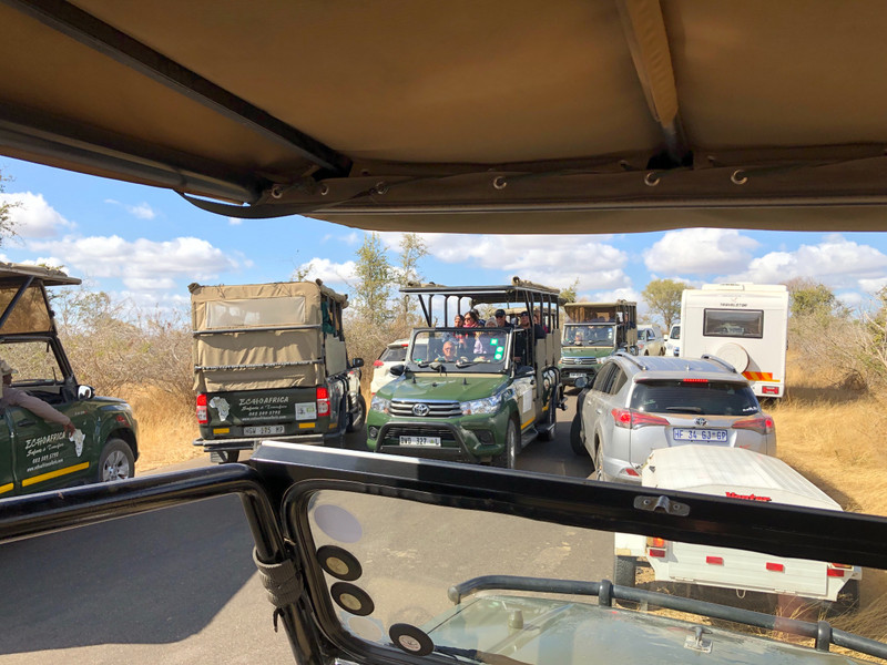 Traffic jam due to lion sighting