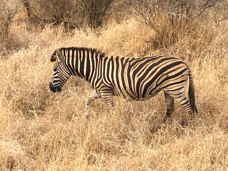 Kruger zebra