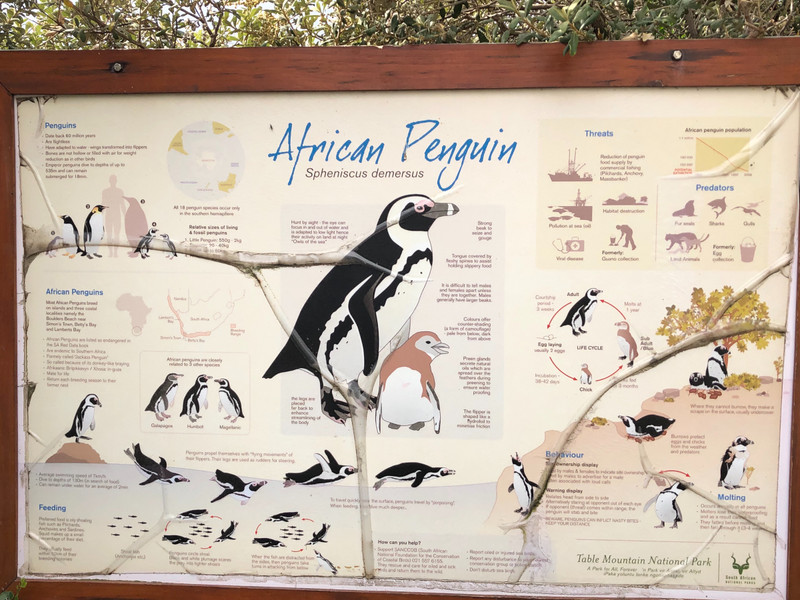 The African Penguin