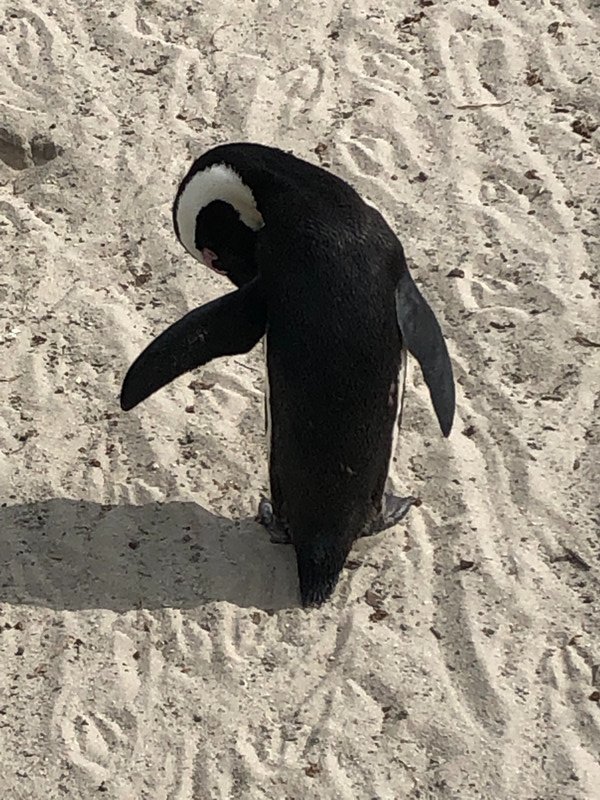 Pretty penguin