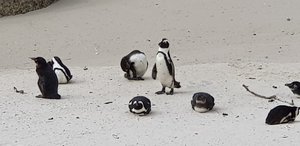 Boulder's Beach - Cape Penguins