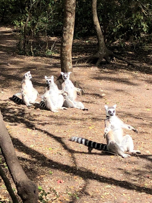Lemurs sunbathing 