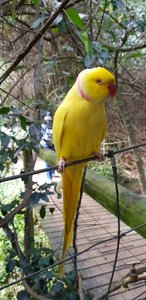 Yellow parakeet  