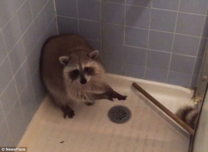 Racoon in a shower