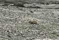 Plump little marmot 