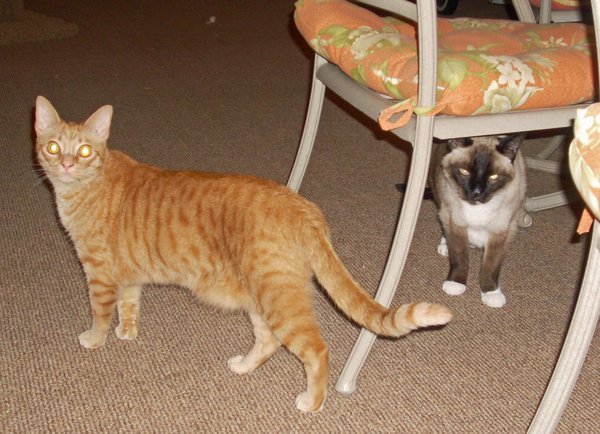 Griffin and Dale, Shultz cats