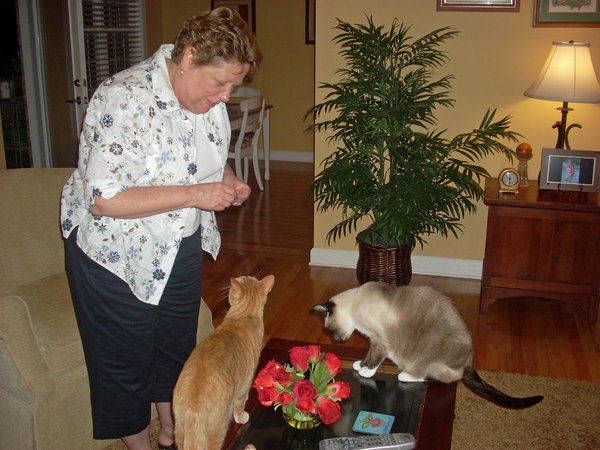 Our TN hostess and her felines :)