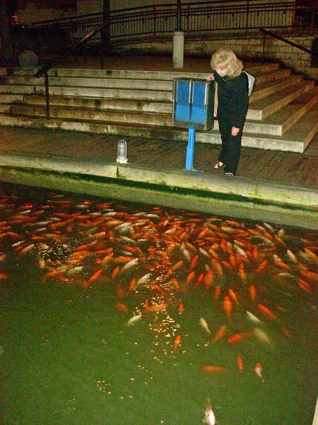 Mom with one swarm of fish