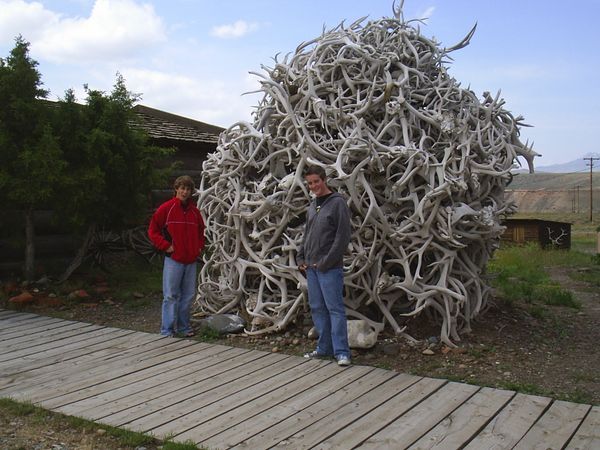 a whopping big bunch of elk antlers