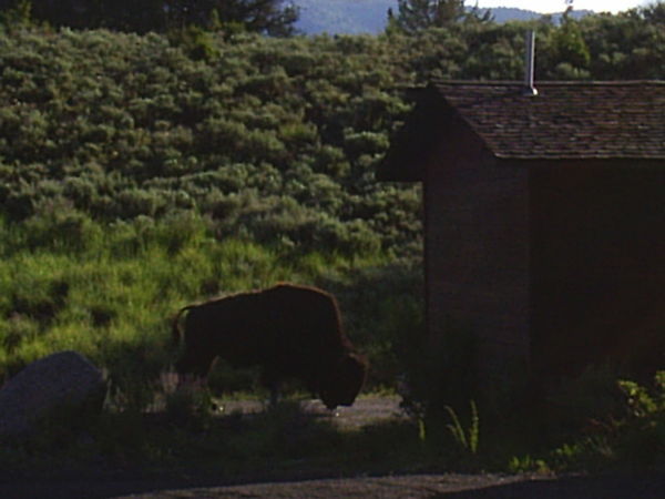 A bison in our camp