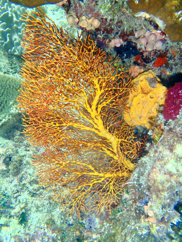 Fan coral