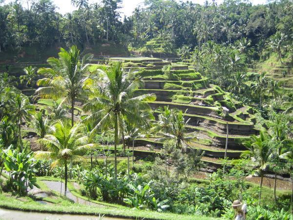 Rice Terraces at Tegal Lalang
