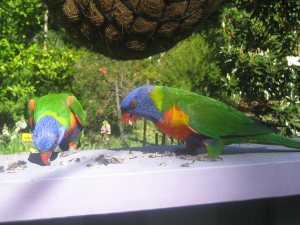 Parakeet's