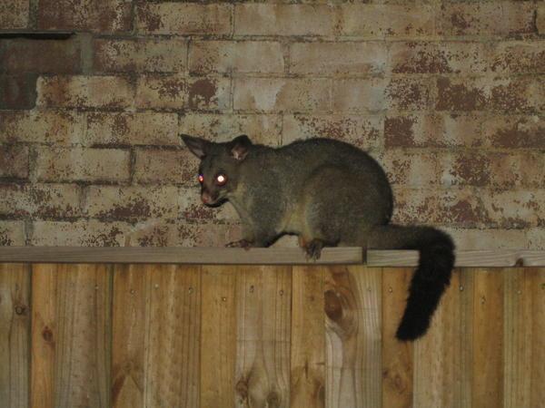 Possum that lives in our back yard