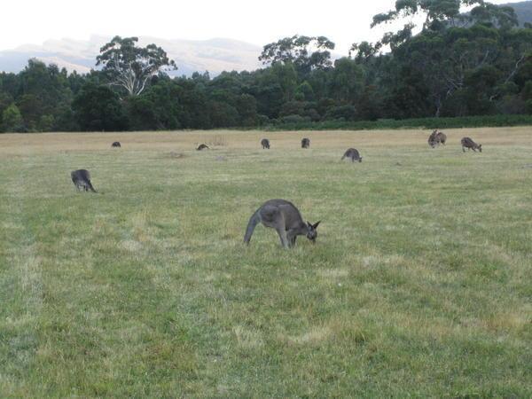 Wild Kangaroos