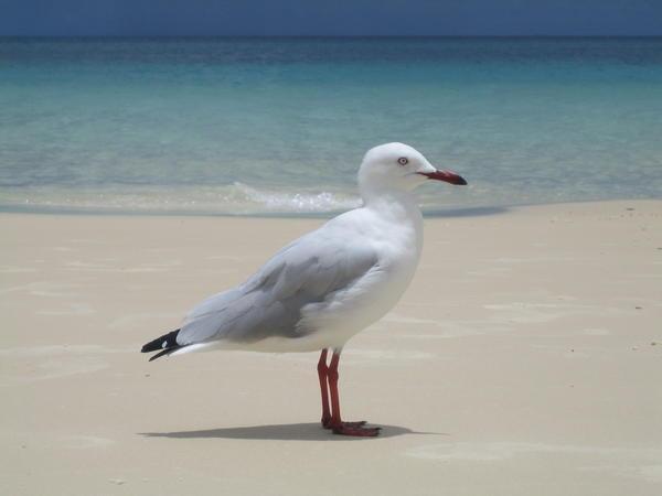 Posing Seagull