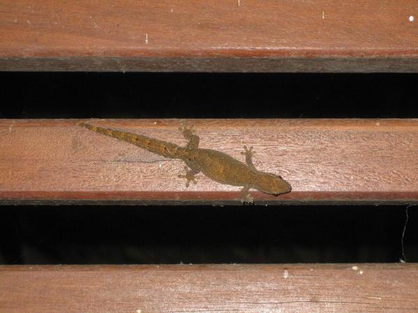 Lizard outside our room