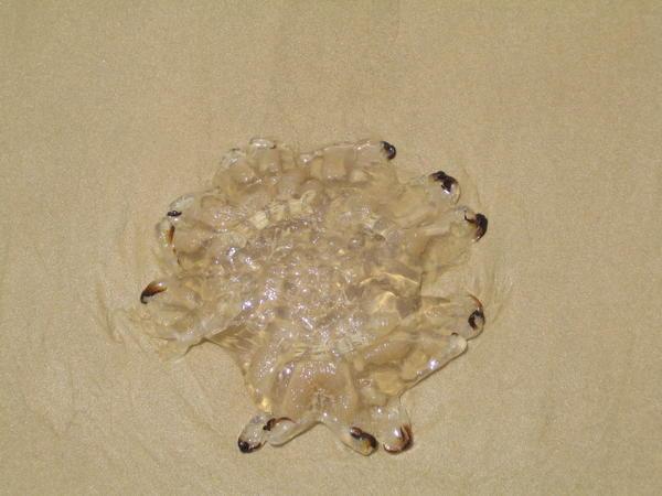 One of the lucky jellyfish that didn't meet our wheels