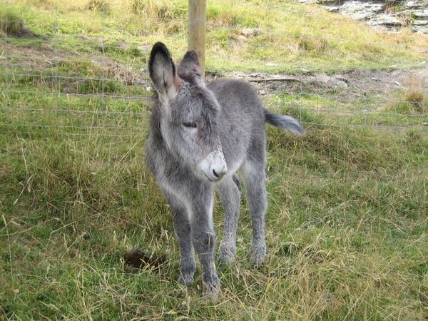 Baby donkey at Deer Heights Park