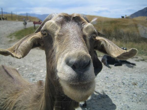 An inquisitive goat