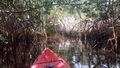 Kayaking through the mangroves near Leon