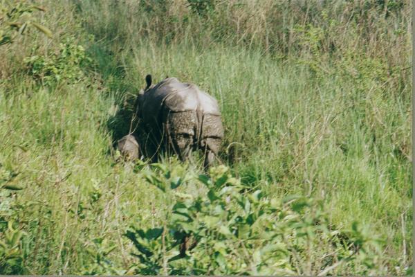 black rhino in the jungle