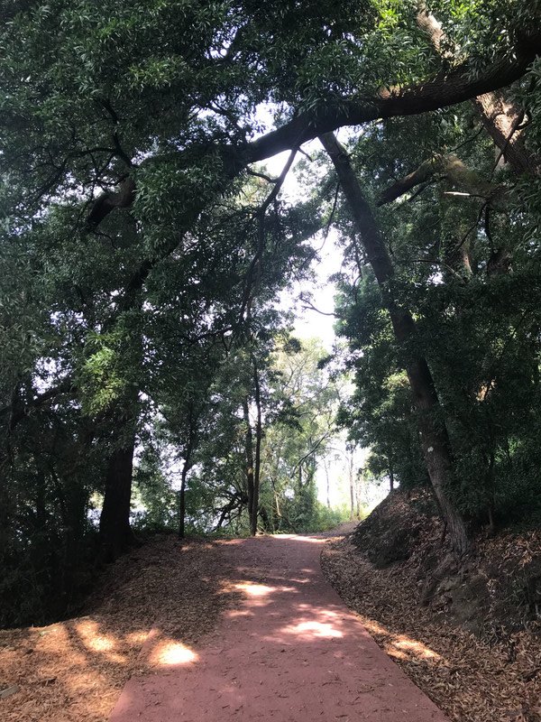 Path Runs through Riverside Forest