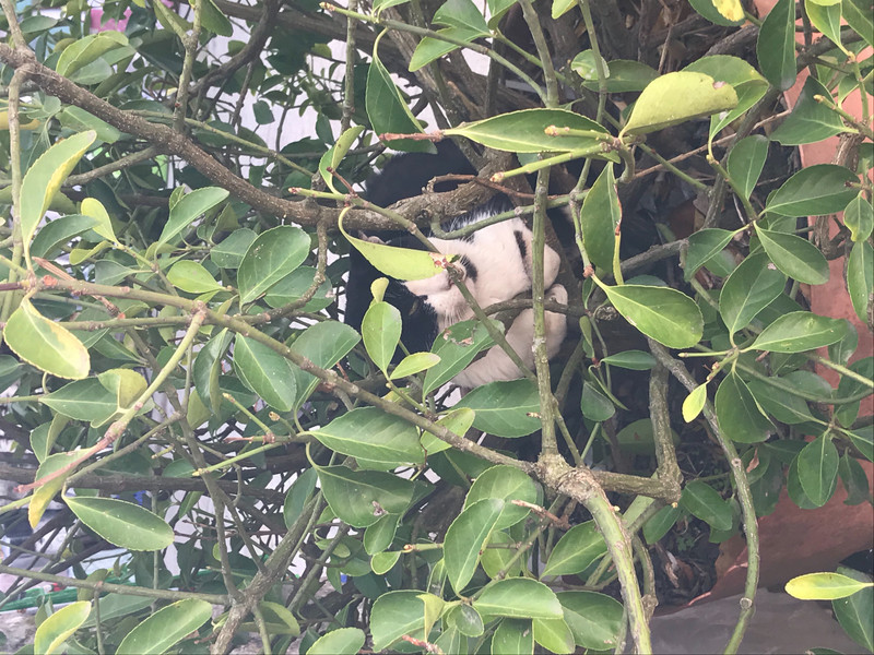 There’s A Kitty in that Tree!