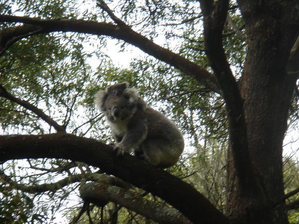 the mama Koala and baby