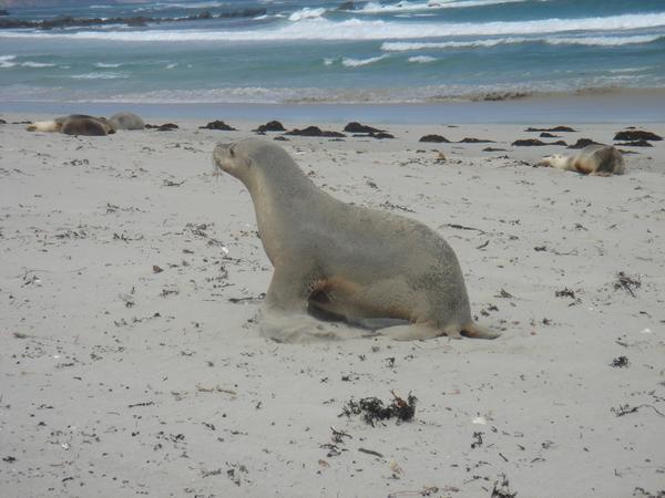 Sea Lions at Seal Bay on Kangaroo Island