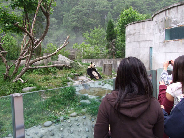 Panda watching