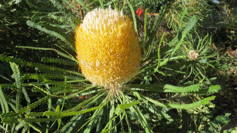 Yellow Banksia