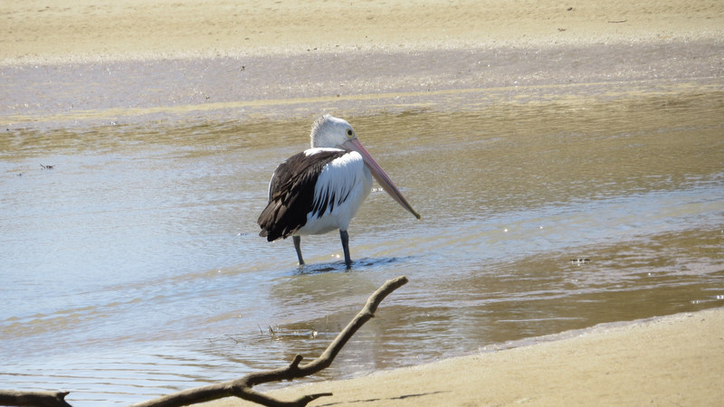 Pelican on the lagoon