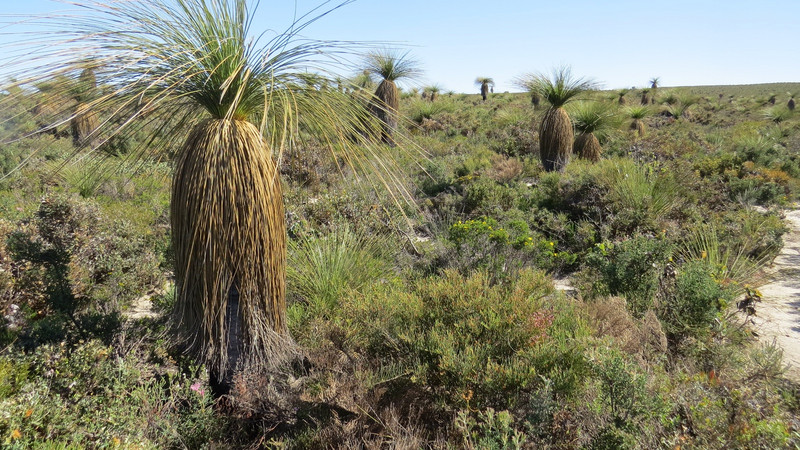 WA group of 'Grass Trees' at Lesueur NP